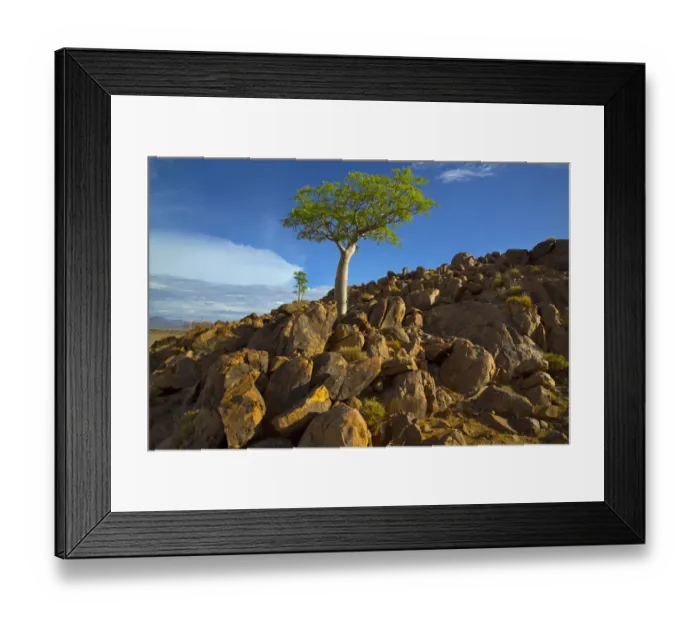 Framed Print : Five-lobed sterculia (Sterculia quinqueloba) tree growing on rocky hillside, Namibia Framed Print : Five-lobed sterculia (Sterculia quinqueloba) tree growing on rocky hillside, Namibia