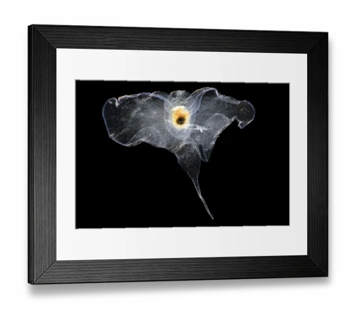 Framed Print : Sea butterfly (Cymbulia peronii) originally classed as Pseudothecosomata Framed Print : Sea butterfly (Cymbulia peronii) originally classed as Pseudothecosomata
