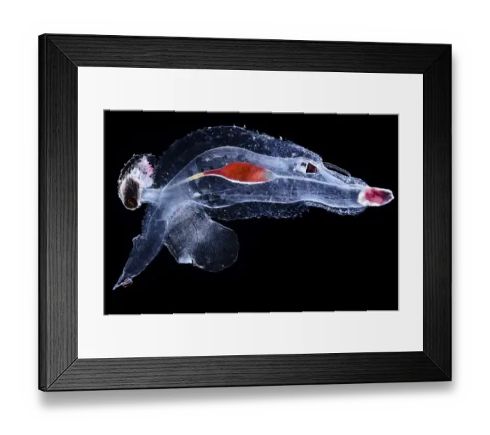 Framed Print : Sea elephant (Cardiopoda placenta), marine pelagic gastropod mollusc in the family