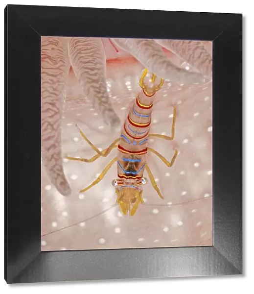 Candy stripe shrimp (Lebbeus grandimanus), a commensal species that associates with