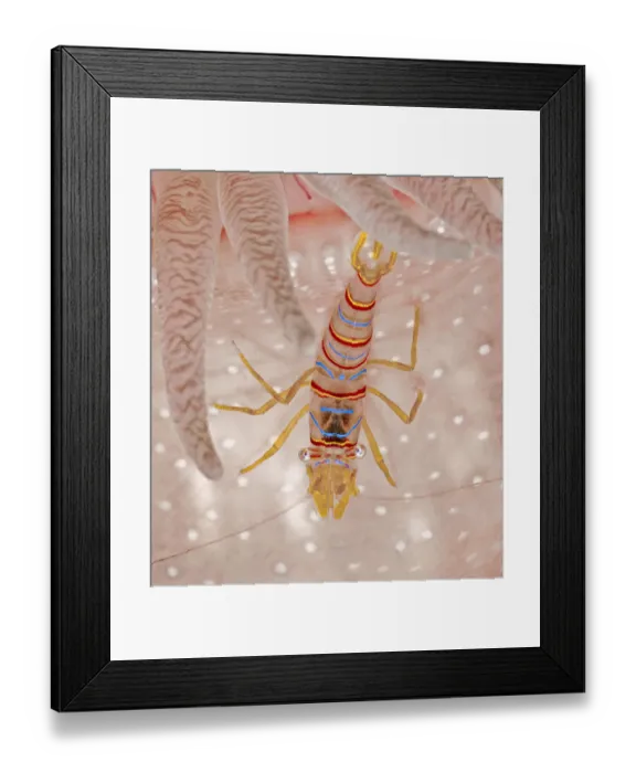 Framed Print : Candy stripe shrimp (Lebbeus grandimanus), a commensal species that associates with Framed Print : Candy stripe shrimp (Lebbeus grandimanus), a commensal species that associates with