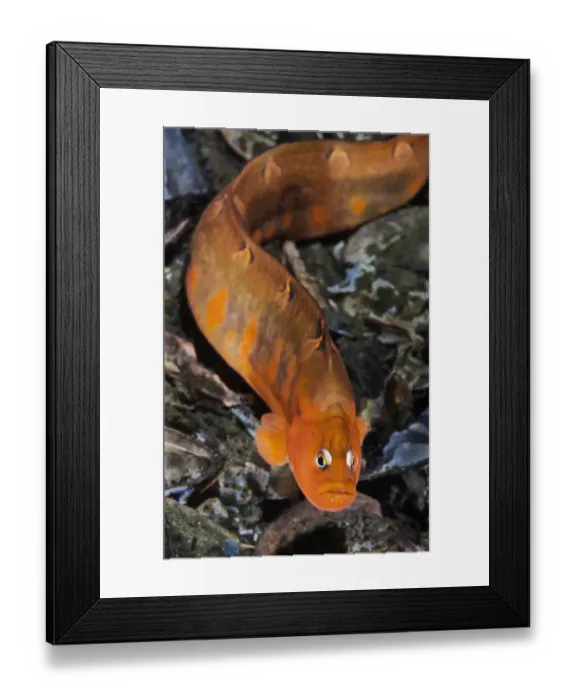 Framed Print : Crescent gunnel (Pholis laeta) Shoal Bay, Discovery Passage, British Columbia, Canada Framed Print : Crescent gunnel (Pholis laeta) Shoal Bay, Discovery Passage, British Columbia, Canada