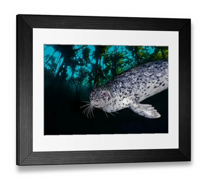 Framed Print : Harbor seal (Phoca vitulina) near the Wreck of the Themis, Croker Rock Framed Print : Harbor seal (Phoca vitulina) near the Wreck of the Themis, Croker Rock