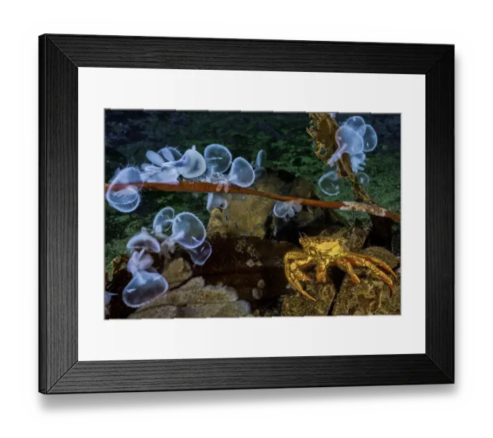 Framed Print : Helmet crab (Telmessus cheiragonus) and Hooded nudibranchs (Melibe leonina), Nigei Island Framed Print : Helmet crab (Telmessus cheiragonus) and Hooded nudibranchs (Melibe leonina), Nigei Island