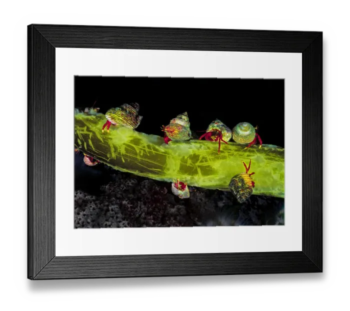 Framed Print : Maroon hermit crabs (Pagurus hemphilli) in shells of Blue Topsnail (Calliostoma ligatum Framed Print : Maroon hermit crabs (Pagurus hemphilli) in shells of Blue Topsnail (Calliostoma ligatum