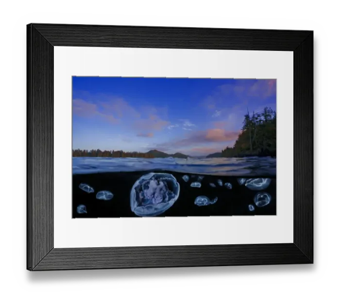 Framed Print : Moon jelly (Aurelia labiata) and Cross jellies (Mitrocoma cellularia Framed Print : Moon jelly (Aurelia labiata) and Cross jellies (Mitrocoma cellularia