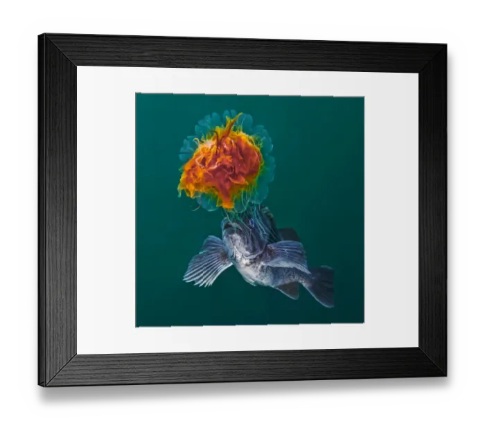Framed Print : Lions Mane Jellyfish (Cyanea capillata) with Blue rockfish (Sebastes mystinus Framed Print : Lions Mane Jellyfish (Cyanea capillata) with Blue rockfish (Sebastes mystinus