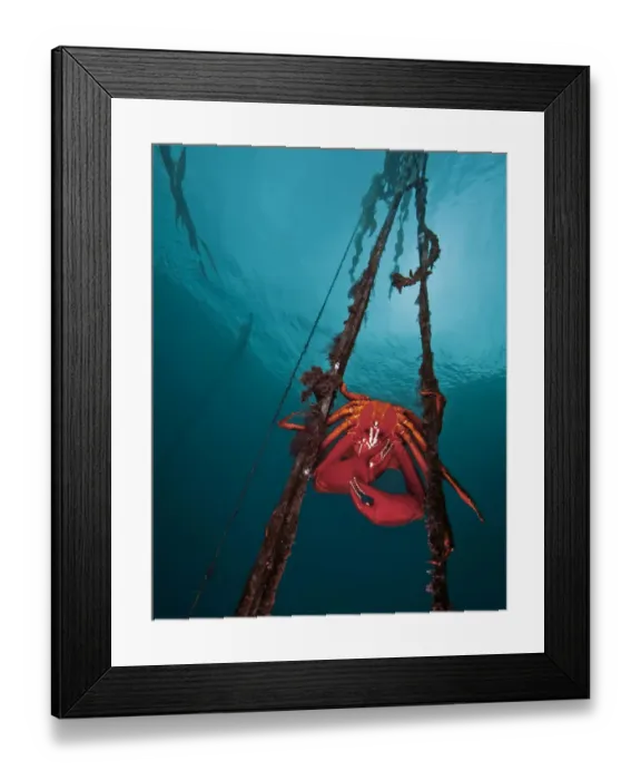 Framed Print : Northern kelp crab (Pugettia producta) large adult male is clinging to strands of bull Framed Print : Northern kelp crab (Pugettia producta) large adult male is clinging to strands of bull