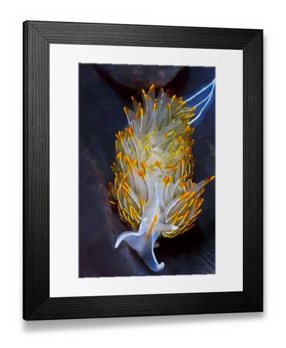 Framed Print : Opalescent nudibranch (Hermissenda crassicornis) preys upon stinging hydroids Framed Print : Opalescent nudibranch (Hermissenda crassicornis) preys upon stinging hydroids