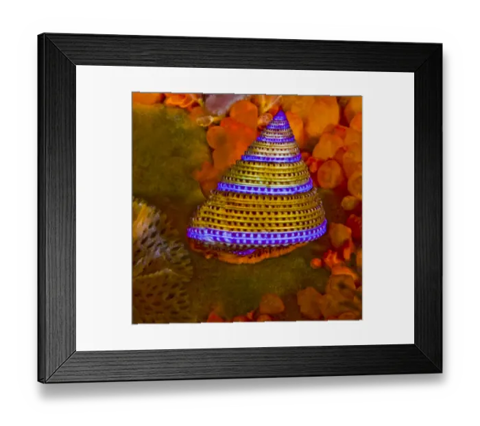 Framed Print : Purple-ringed Topsnail (Calliostoma annulatum), Orange Social Tunicate Framed Print : Purple-ringed Topsnail (Calliostoma annulatum), Orange Social Tunicate