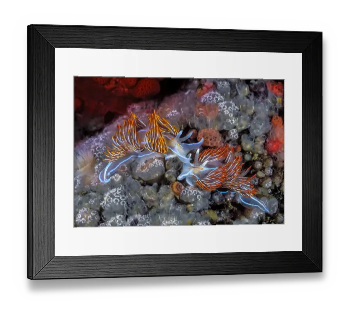 Framed Print : Opalescent nudibranchs (Hermissenda crassicornis) and Mushroom compound ascidians Framed Print : Opalescent nudibranchs (Hermissenda crassicornis) and Mushroom compound ascidians