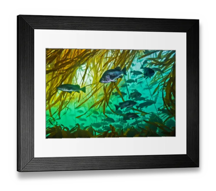 Framed Print : Schooling rockfishes (Sebastes spp. ) with Bull kelp (Nereocystis luetkeana) Framed Print : Schooling rockfishes (Sebastes spp. ) with Bull kelp (Nereocystis luetkeana)