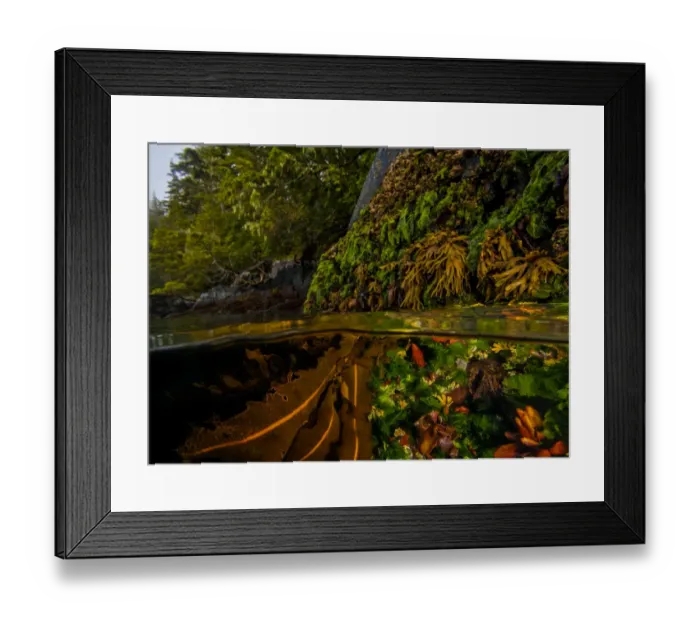 Framed Print : Split level shot of kelp and other seaweeds partly exposed at low tide Framed Print : Split level shot of kelp and other seaweeds partly exposed at low tide