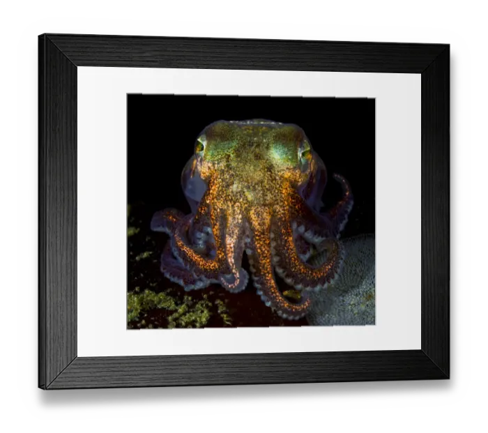 Framed Print : Stubby squid (Rossia pacifica) Nigei Island, Queen Charlotte Strait, British Columbia Framed Print : Stubby squid (Rossia pacifica) Nigei Island, Queen Charlotte Strait, British Columbia