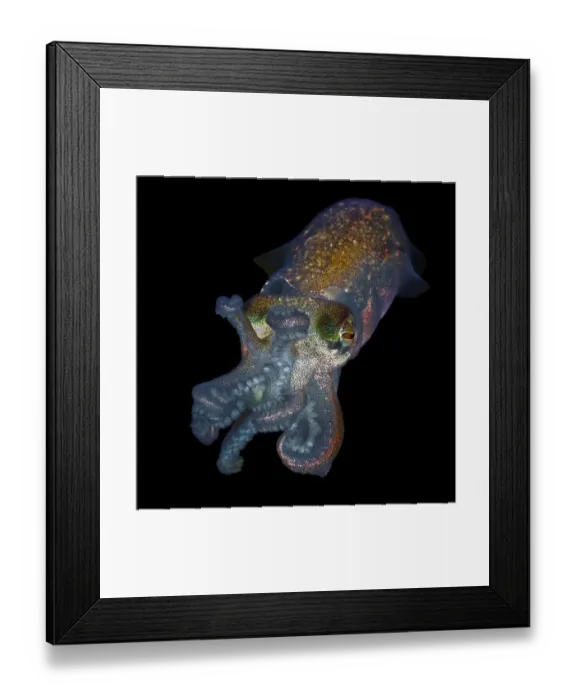 Framed Print : Stubby squid (Rossia pacifica) Nigei Island, Queen Charlotte Strait, British Columbia Framed Print : Stubby squid (Rossia pacifica) Nigei Island, Queen Charlotte Strait, British Columbia