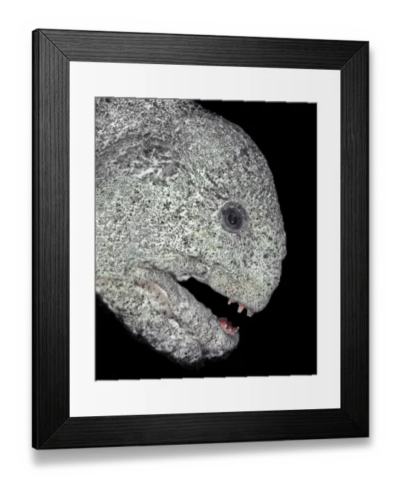 Framed Print : Wolf eel (Anarrhichthys ocellatus) Croker Rock, Queen Charlotte Strait, British Columbia Framed Print : Wolf eel (Anarrhichthys ocellatus) Croker Rock, Queen Charlotte Strait, British Columbia