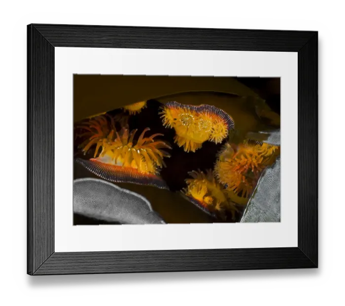 Framed Print : Proliferating anemones (Epiactis prolifera) and Kelp lace bryozoans Framed Print : Proliferating anemones (Epiactis prolifera) and Kelp lace bryozoans