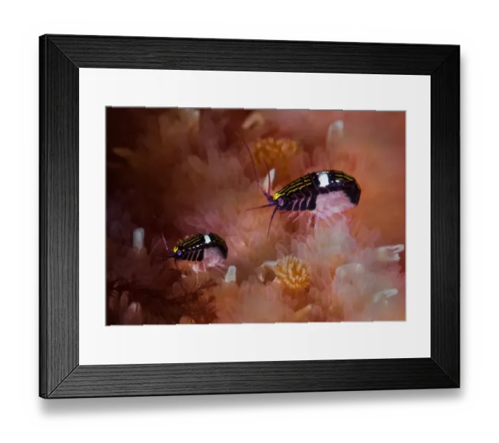 Framed Print : Sea fleas (Chromopleustes oculatus) on dorsal surface of a Giant sunflower seastar Framed Print : Sea fleas (Chromopleustes oculatus) on dorsal surface of a Giant sunflower seastar
