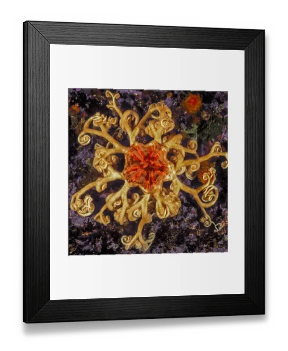 Framed Print : Northern basket star (Gorgonocephalus eucnemis) Slingsby Channel, British Columbia Framed Print : Northern basket star (Gorgonocephalus eucnemis) Slingsby Channel, British Columbia