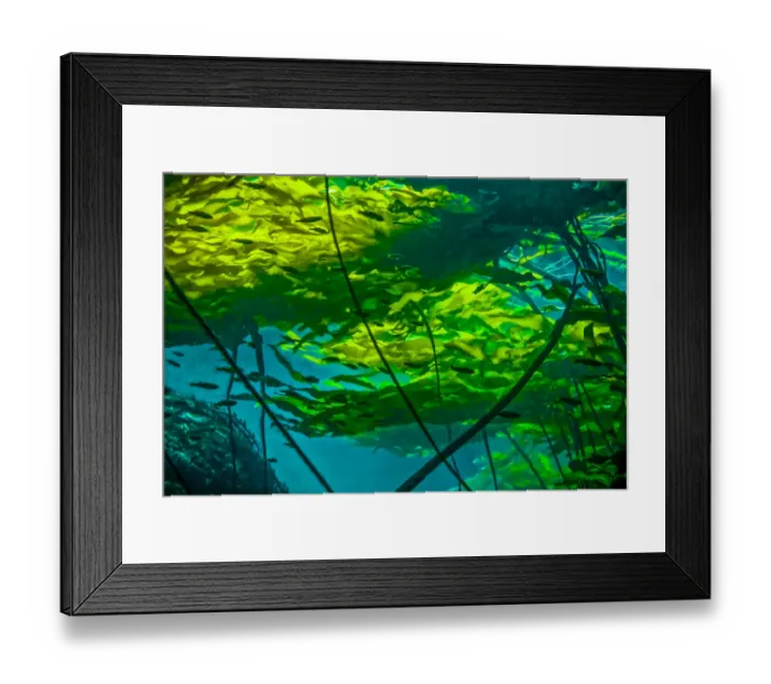 Framed Print : Bull kelp canopy (Nereocystis luetkeana) floating on the surface providing protective Framed Print : Bull kelp canopy (Nereocystis luetkeana) floating on the surface providing protective