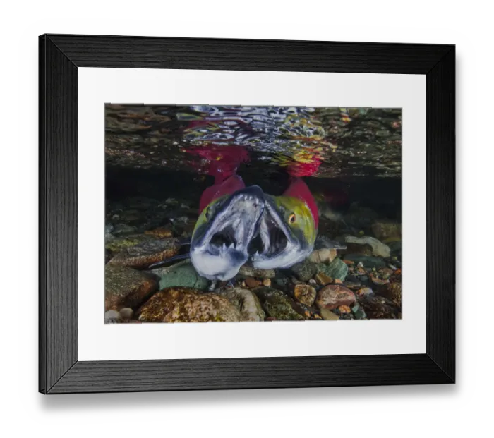 Framed Print : Sockeye salmon (Oncorhynchus nerka) males fighting in river Adams River Framed Print : Sockeye salmon (Oncorhynchus nerka) males fighting in river Adams River