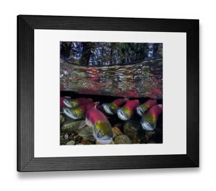 Framed Print : Sockeye salmon (Oncorhynchus nerka) migration, Adams River, British Columbia, Canada Framed Print : Sockeye salmon (Oncorhynchus nerka) migration, Adams River, British Columbia, Canada