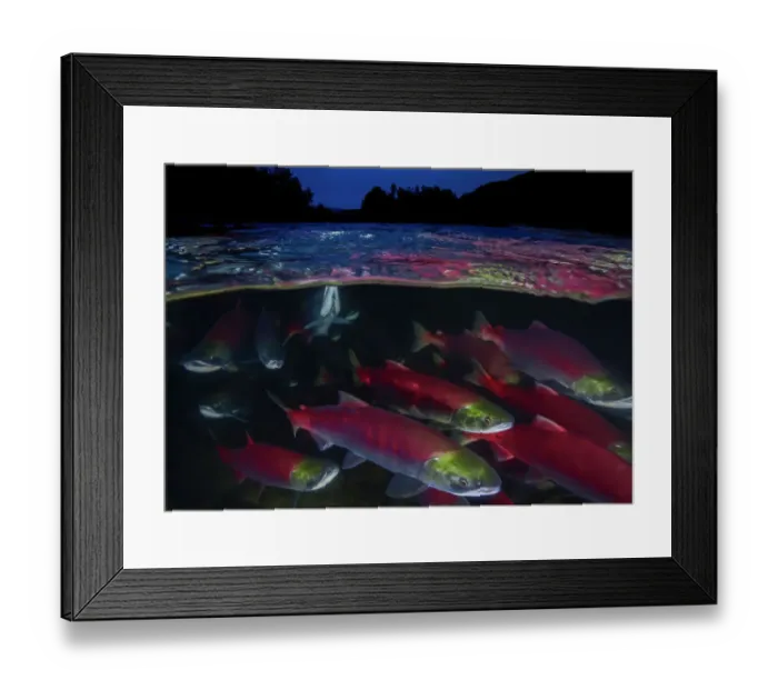 Framed Print : Sockeye salmon (Oncorhynchus nerka) migration, Adams River, British Columbia, Canada