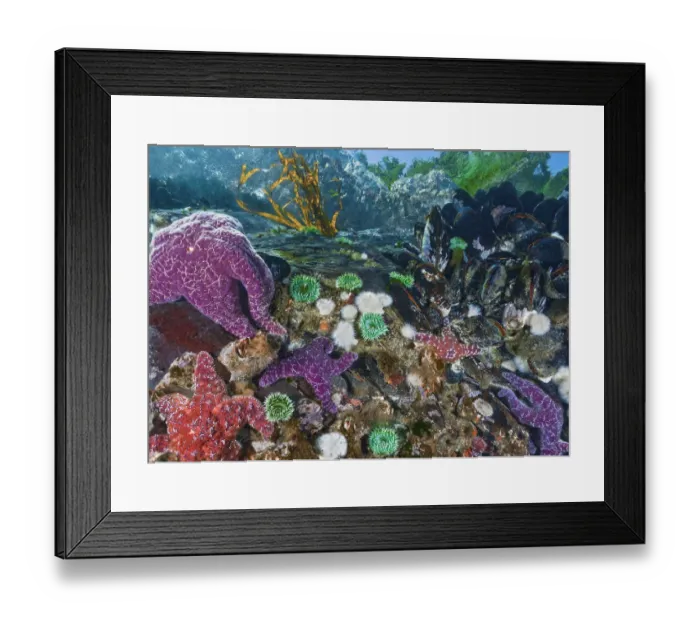 Framed Print : Purple and Ochre sea stars (Pisaster ochraceus) preying on Pacific blue mussels Framed Print : Purple and Ochre sea stars (Pisaster ochraceus) preying on Pacific blue mussels