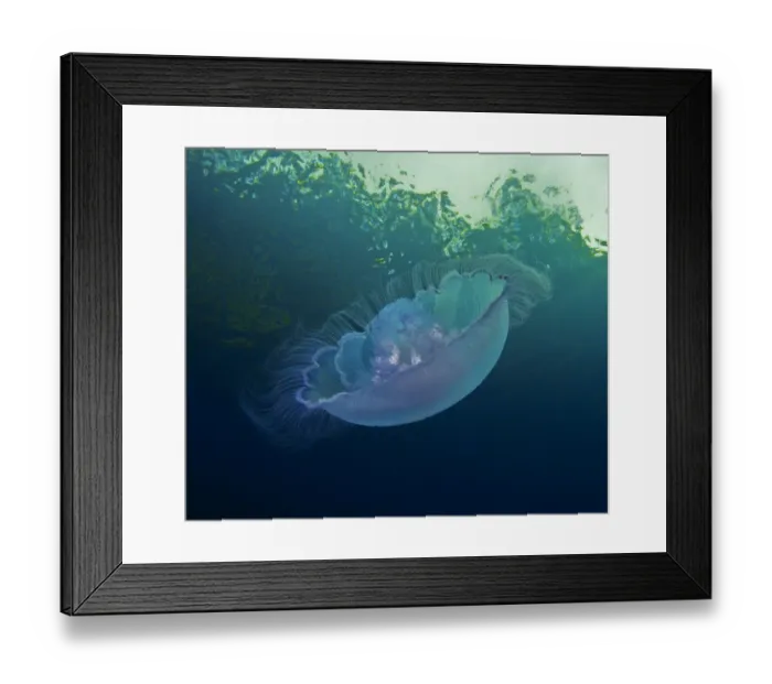 Framed Print : Moon jellyfish (Aurelia labiata) viewed from below; Agamemnon Channel, Sunshine Coast Framed Print : Moon jellyfish (Aurelia labiata) viewed from below; Agamemnon Channel, Sunshine Coast