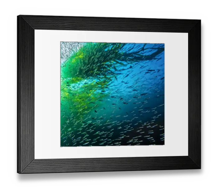 Framed Print : Thousands of Pacific Sandlance (Ammodytes hexapterus) swim overhead Framed Print : Thousands of Pacific Sandlance (Ammodytes hexapterus) swim overhead