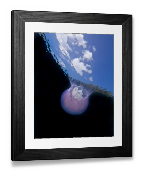 Framed Print : Moon jellyfish (Aurelia labiata) viewed from below, Browning Pass, Queen Charlotte Strait Framed Print : Moon jellyfish (Aurelia labiata) viewed from below, Browning Pass, Queen Charlotte Strait
