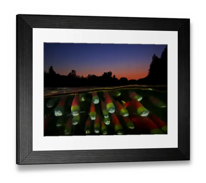 Framed Print : Split level of Sockeye salmon (Oncorhynchus nerka) during migration; Adams River Framed Print : Split level of Sockeye salmon (Oncorhynchus nerka) during migration; Adams River