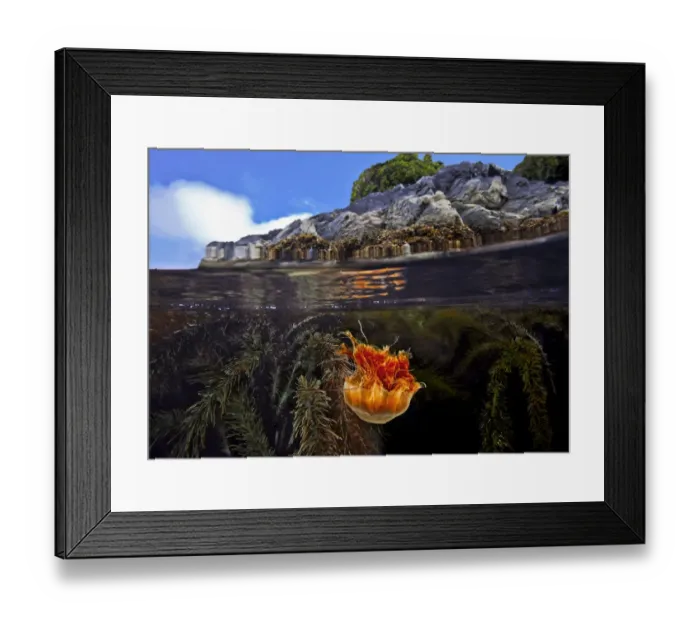 Framed Print : Split level of a Lions mane Jellyfish (Cyanea capillata Framed Print : Split level of a Lions mane Jellyfish (Cyanea capillata