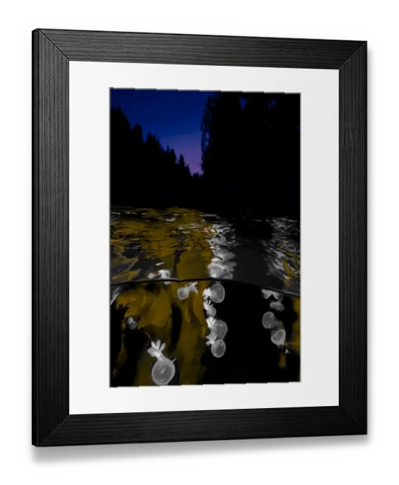Framed Print : Hooded nudibranchs (Melibe leonina) clinging to Bull kelp (Nereocystis luetkeana Framed Print : Hooded nudibranchs (Melibe leonina) clinging to Bull kelp (Nereocystis luetkeana