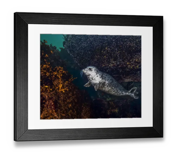 Framed Print : Harbor seal (Phoca vitulina) using a large, encrusted boulder as a tool to scratch itself Framed Print : Harbor seal (Phoca vitulina) using a large, encrusted boulder as a tool to scratch itself