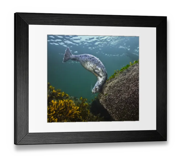 Framed Print : Harbor seal (Phoca vitulina) using a large, encrusted boulder as a tool to scratch its Framed Print : Harbor seal (Phoca vitulina) using a large, encrusted boulder as a tool to scratch its