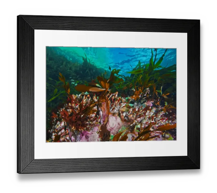 Framed Print : Gooseneck barnacles (Pollicipes Polymerus) amongst kelp, Nakwakto Rapids Framed Print : Gooseneck barnacles (Pollicipes Polymerus) amongst kelp, Nakwakto Rapids