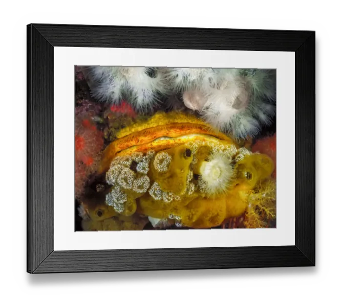 Framed Print : A Giant rock scallop (Crassadoma gigantea) encrusted with