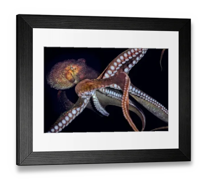 Framed Print : Giant Pacific octopus (Enteroctopus dofleini) showing arms and suckers, Vernon Rock Framed Print : Giant Pacific octopus (Enteroctopus dofleini) showing arms and suckers, Vernon Rock