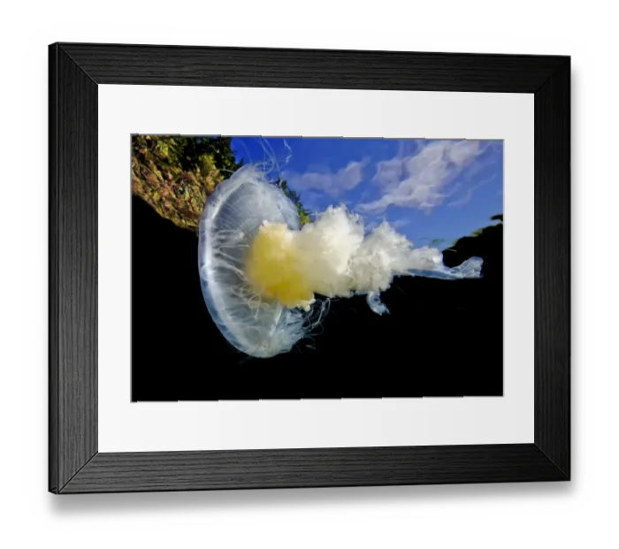 Framed Print : Fried egg jellyfish (Phacellophora camtschatica) viewed from below; Browning Pass