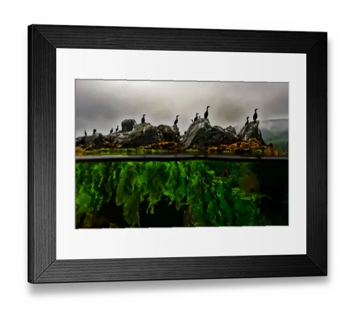 Framed Print : Split-level of Cormorants (Phalacrocorax sp. ) standing on rocks with Sea lettuce (Ulva sp Framed Print : Split-level of Cormorants (Phalacrocorax sp. ) standing on rocks with Sea lettuce (Ulva sp