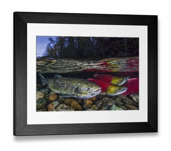 Framed Print : Split level of Sockeye salmon (Oncorhynchus nerka) and Chinook salmon
