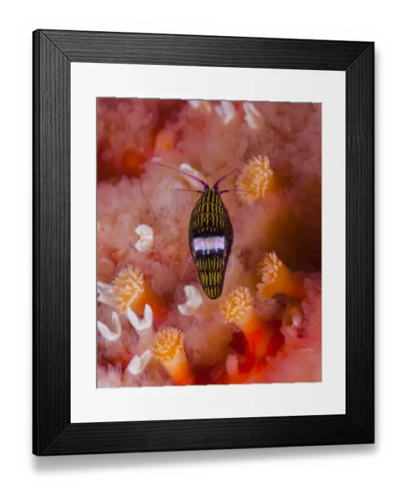 Framed Print : Black-and-white sea flea (Chromopleustes oculatus) on a Sunflower star