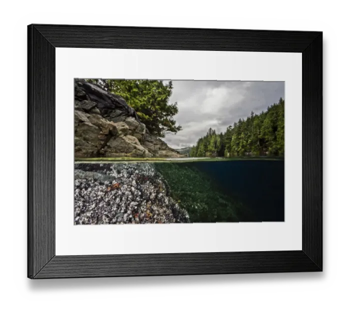 Framed Print : Split level of Acorn barnacles (Balanus glandula) just below the surface Framed Print : Split level of Acorn barnacles (Balanus glandula) just below the surface