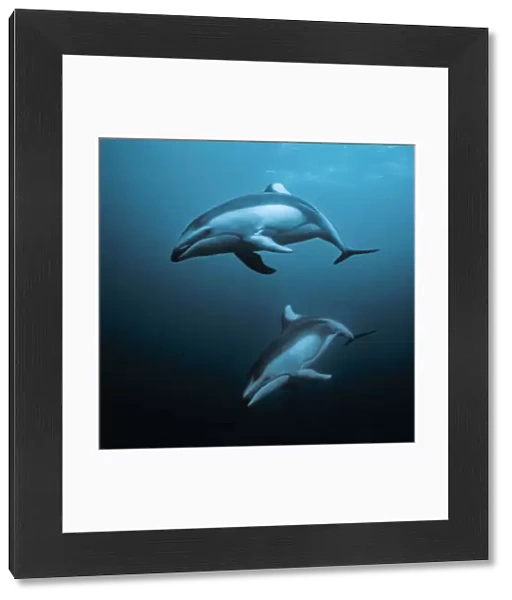 Pacific white-sided dolphins (Lagenorhynchus obliquidens) underwater