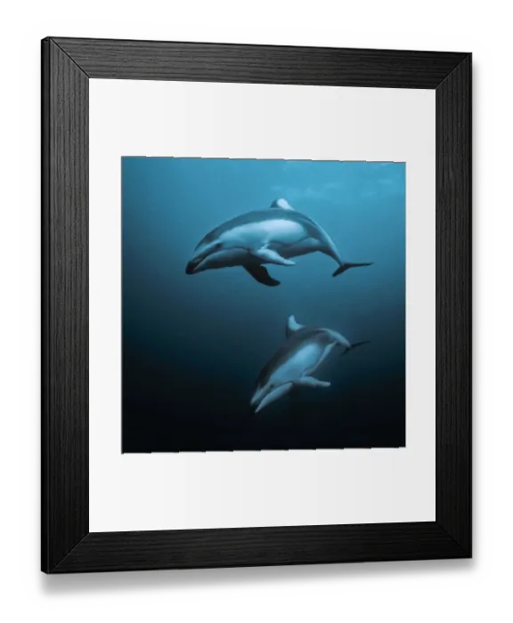 Framed Print : Pacific white-sided dolphins (Lagenorhynchus obliquidens) underwater Framed Print : Pacific white-sided dolphins (Lagenorhynchus obliquidens) underwater