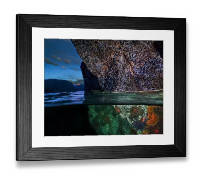 Framed Print : Split level of Sunflower stars (Pycnopodia helianthoides) on rocks underwater Framed Print : Split level of Sunflower stars (Pycnopodia helianthoides) on rocks underwater