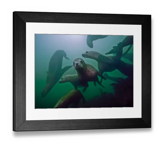 Framed Print : Steller sea lions (Eumetopias jubatus) playing underwater, Inian Island, Alaska, USA Framed Print : Steller sea lions (Eumetopias jubatus) playing underwater, Inian Island, Alaska, USA
