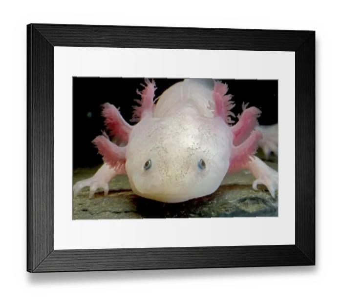 Framed Print : Axolotl (Ambystoma mexicanum), white or leucistic form, neotenic salamander Framed Print : Axolotl (Ambystoma mexicanum), white or leucistic form, neotenic salamander