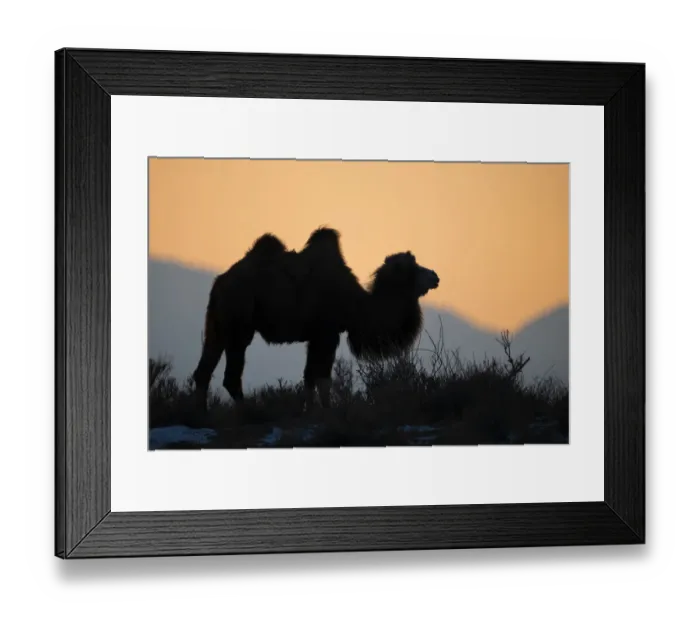 Framed Print : Bactrian camel (Camelus bactrianus) male silhouetted at sunset Framed Print : Bactrian camel (Camelus bactrianus) male silhouetted at sunset